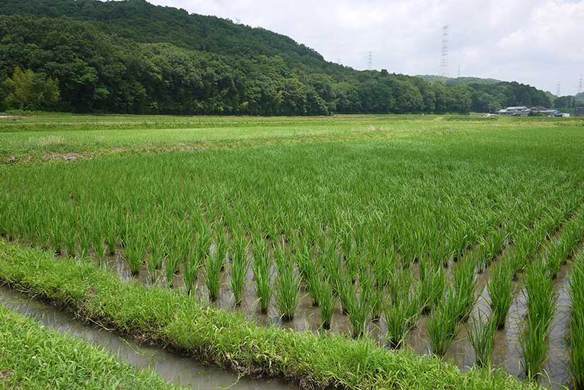 東条産山田錦が生まれる圃場へ